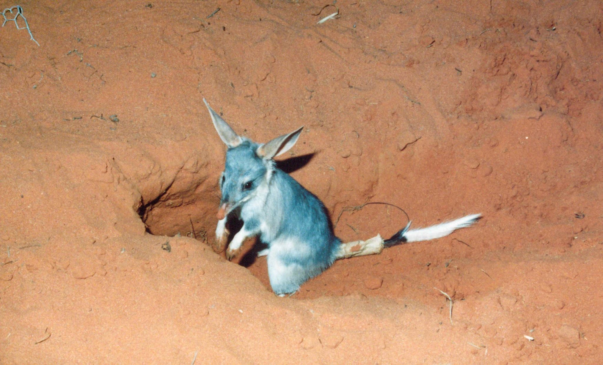 A bilby burrows into the red earth at Roxby Downs, photo courtesy of Arid Recovery
