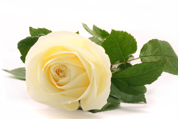 Pale yellow rose