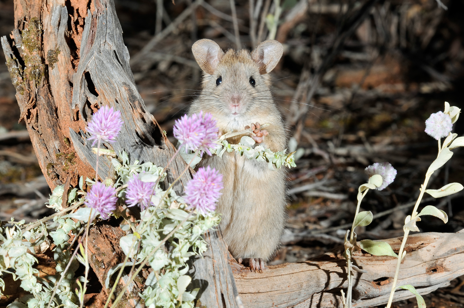 Saving Australia's native animals from extinction - Giving to UniSA -  University of South Australia